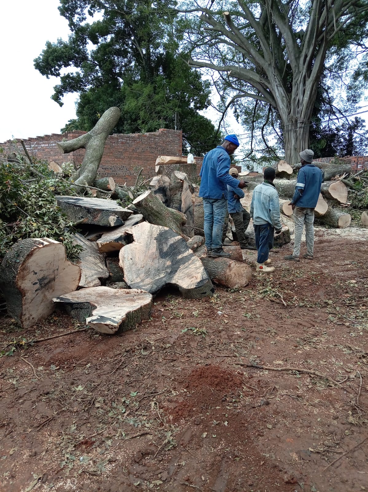 Tree Felling
